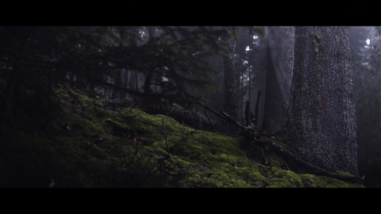 Forest03